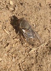 Tettigades