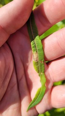 Mompha raschkiella