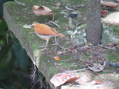 Furnarius leucopus assimilis