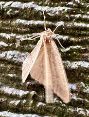 Operophtera fagata
