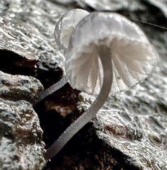 Mycena pseudocorticola