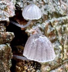 Mycena pseudocorticola
