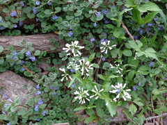 Iodanthus pinnatifidus