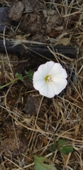 Convolvulus arvensis