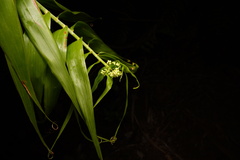 Flagellaria