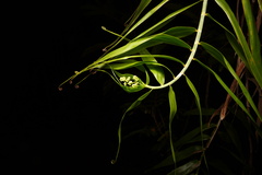 Flagellaria