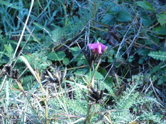 Dianthus seguieri