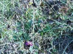 Dianthus seguieri