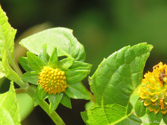 Tilesia baccata