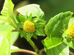 Tilesia baccata