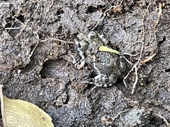 Sphaerotheca breviceps