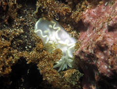 Glossodoris buko