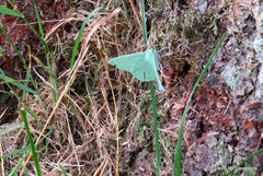 Geometra papilionaria