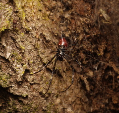 Nephilingis borbonica