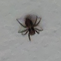 Pseudeuophrys lanigera