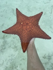 Oreaster reticulatus