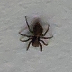 Pseudeuophrys lanigera