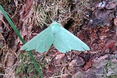 Geometra papilionaria