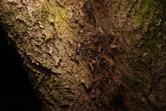 Nephilingis borbonica