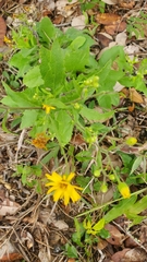 Senecio ampullaceus