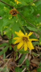 Senecio ampullaceus