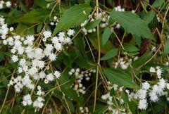 Ageratina riparia