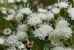 Ageratina riparia