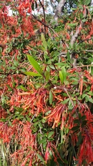 Embothrium coccineum