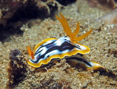 Chromodoris strigata