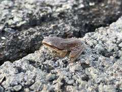 Polypedates maculatus