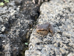 Polypedates maculatus