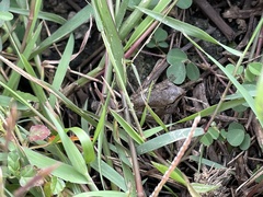 Polypedates maculatus