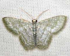 Chloropteryx opalaria