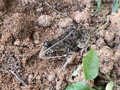 Hoplobatrachus crassus