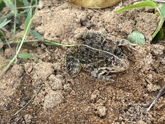 Hoplobatrachus crassus