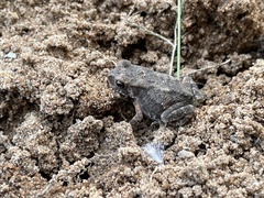 Duttaphrynus melanostictus