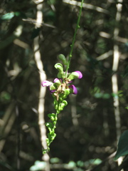 Canavalia bonariensis