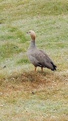 Chloephaga rubidiceps