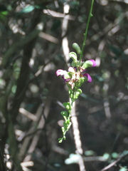 Canavalia bonariensis