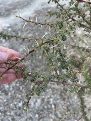 Vachellia tortilis