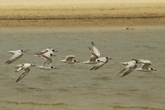 Thalasseus sandvicensis