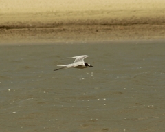 Thalasseus sandvicensis