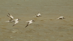 Thalasseus sandvicensis