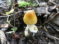 Amanita crocea