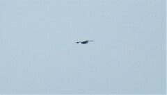 Haliaeetus leucocephalus