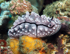 Phyllidiopsis krempfi