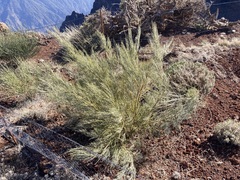 Genista benehoavensis