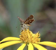 Piruna polingii