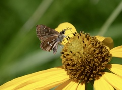 Piruna polingii