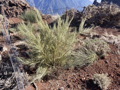 Genista benehoavensis